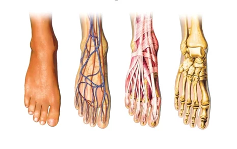 КАК УСТРОЕНА СТОПА ЧЕЛОВЕКА?